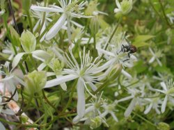 Clematis recta